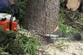 Best Tree Trimming and Pruning  in Nederland, CO