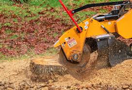 Best Tree Removal  in Nederland, CO