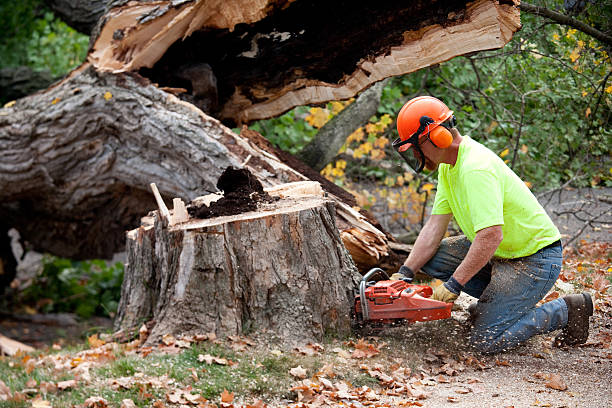 Best Tree Disease Treatment  in Nederland, CO