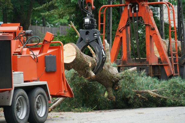 Best Grass Overseeding  in Nederland, CO