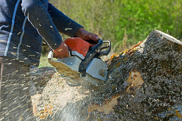 Best Tree Cabling and Bracing  in Nederland, CO