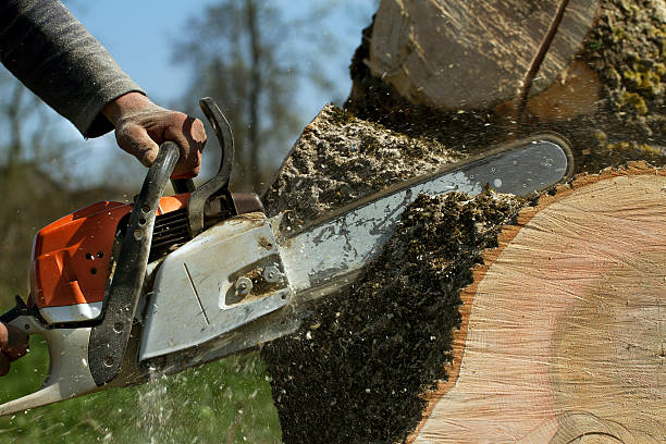 Best Fruit Tree Pruning  in Nederland, CO