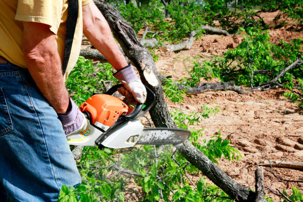 Best Seasonal Cleanup (Spring/Fall)  in Nederland, CO